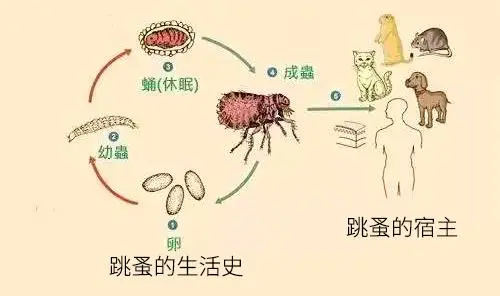 灭跳蚤